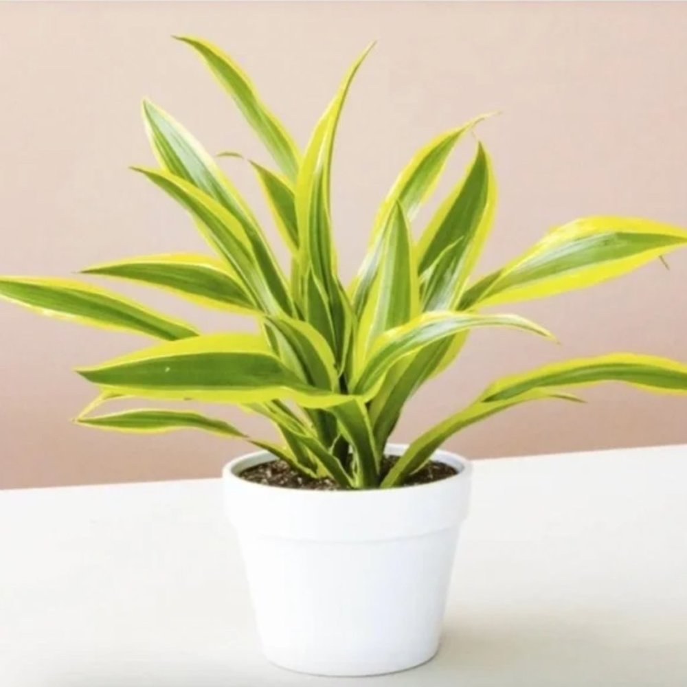 NEW - Glossy White Ceramic Flower Plant Pot - Small
